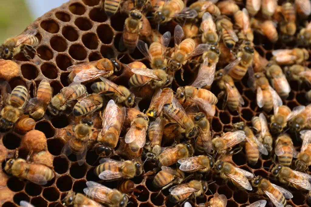 Honey bees clustered on honeycomb.