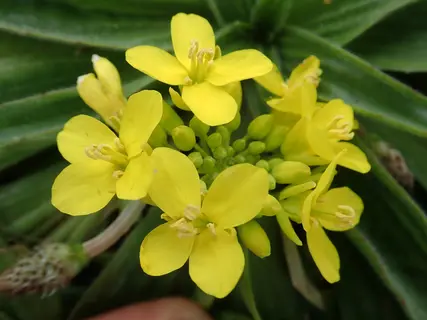 Photo of Brassica napus rapifera from an iNaturalist observation.