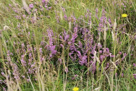 Photo of Calluna vulgaris from an iNaturalist observation.