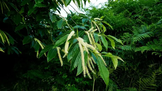 Photo of Castanea sativa from an iNaturalist observation.