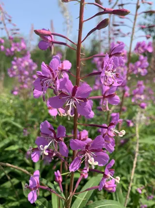 Photo of Chamaenerion angustifolium from an iNaturalist observation.