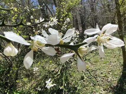 Photo of Citrus trifoliata from an iNaturalist observation.