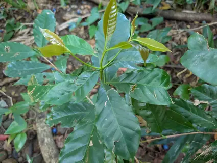 Photo of Coffea arabica from an iNaturalist observation.