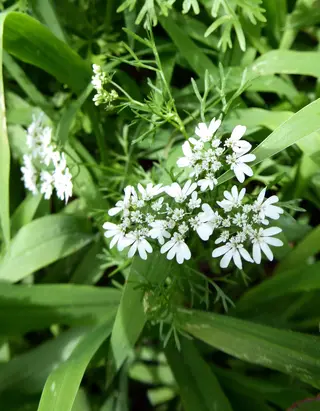 Photo of Coriandrum sativum from an iNaturalist observation.