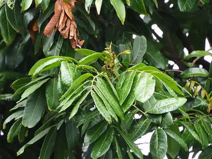 Photo of Dimocarpus longan from an iNaturalist observation.