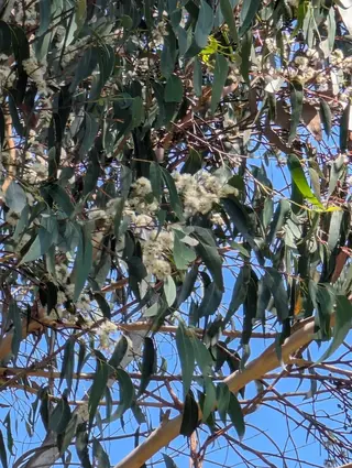 Photo of Eucalyptus piperita urceolaris from an iNaturalist observation.