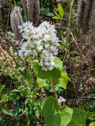 Photo of Fagopyrum esculentum from an iNaturalist observation.