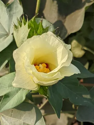 Photo of Gossypium hirsutum from an iNaturalist observation.