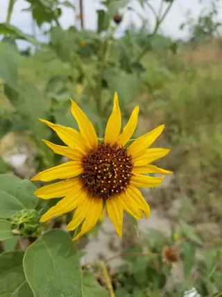 Photo of Helianthus annuus from an iNaturalist observation.
