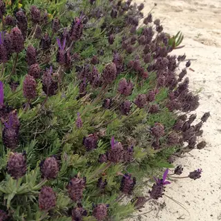 Photo of Lavandula stoechas from an iNaturalist observation.