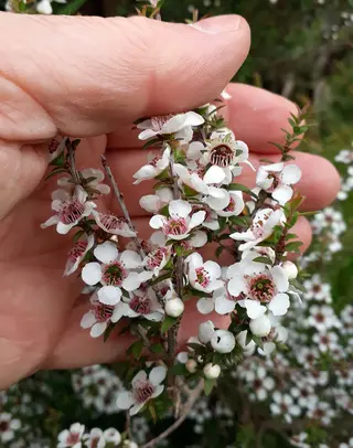 Photo of Leptospermum scoparium from an iNaturalist observation.