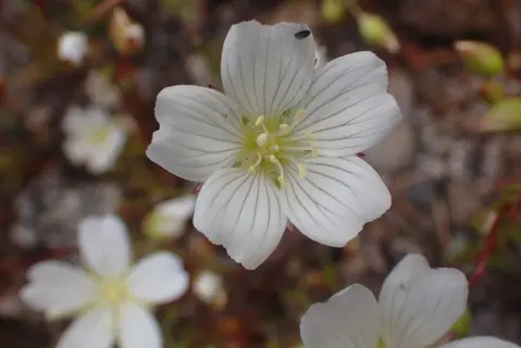 Photo of Limnanthes alba from an iNaturalist observation.