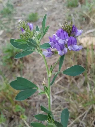 Photo of Medicago sativa from an iNaturalist observation.