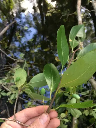 Photo of Nyssa ogeche from an iNaturalist observation.
