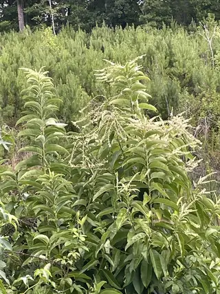 Photo of Oxydendrum arboreum from an iNaturalist observation.