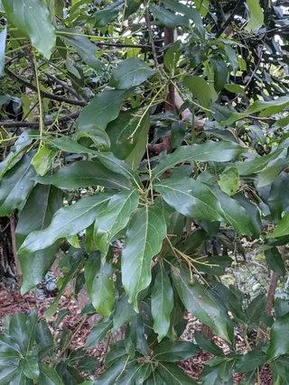 Photo of Persea americana from an iNaturalist observation.