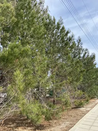 Photo of Pinus brutia from an iNaturalist observation.