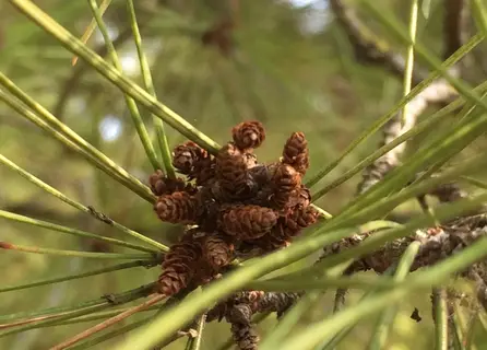 Photo of Pinus halepensis from an iNaturalist observation.