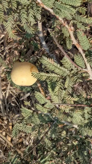 Photo of Prosopis farcta from an iNaturalist observation.