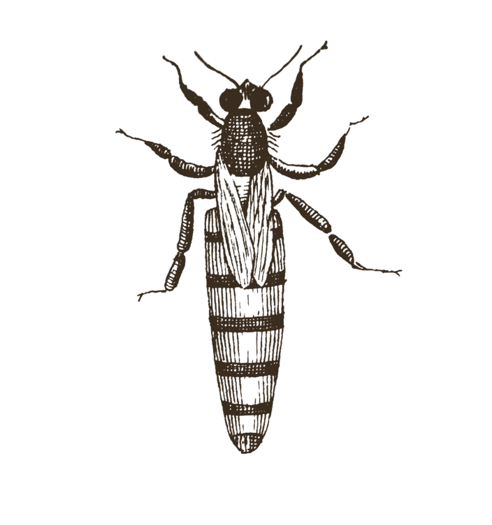 An old engraving of a queen honey bee.