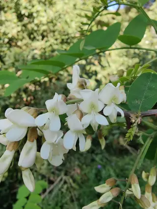 Photo of Robinia pseudoacacia from an iNaturalist observation.
