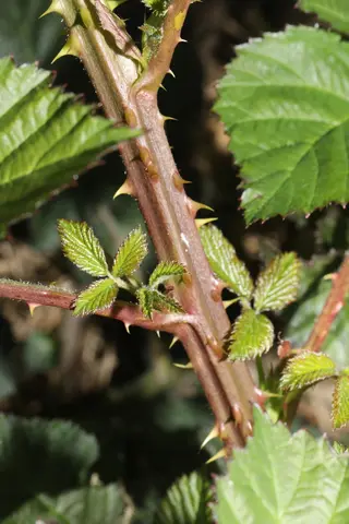 Photo of Rubus fruticosus from an iNaturalist observation.