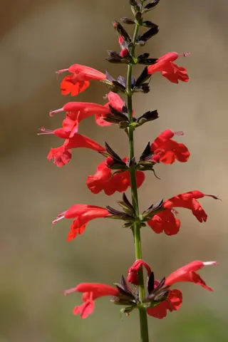 Photo of Salvia coccinea from an iNaturalist observation.