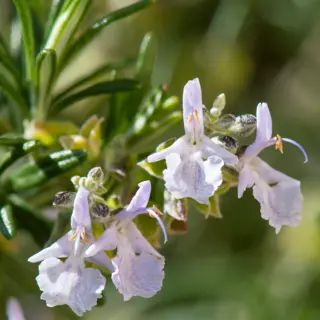 Photo of Salvia rosmarinus from an iNaturalist observation.