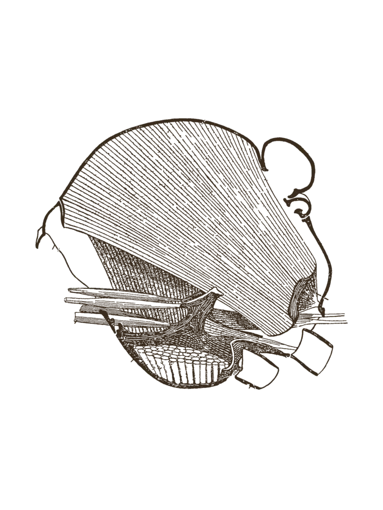 An old engraving of the thorax of a drone, cut in half.