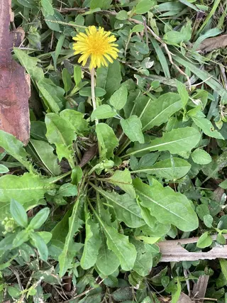 Photo of Taraxacum officinale from an iNaturalist observation.