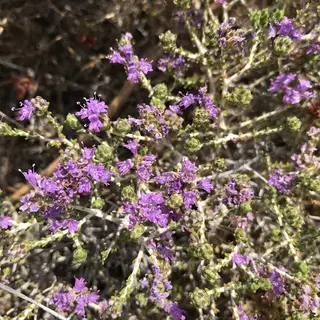 Photo of Thymbra capitata from an iNaturalist observation.