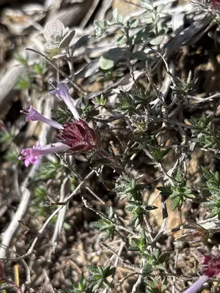 Photo of Thymus integer from an iNaturalist observation.