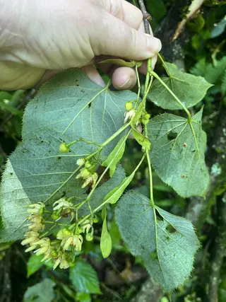 Photo of Tilia americana from an iNaturalist observation.