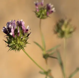 Photo of Trifolium willdenovii from an iNaturalist observation.
