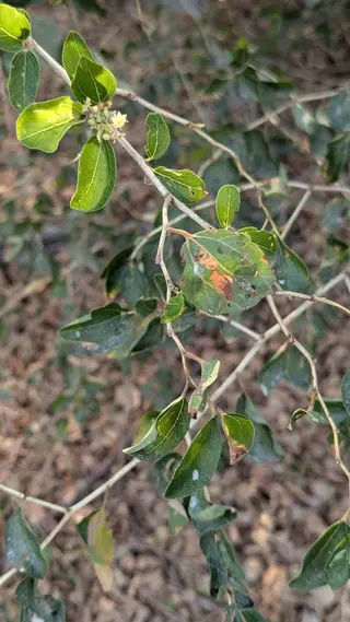 Photo of Ziziphus spina-christi from an iNaturalist observation.